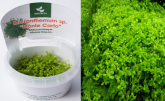 Микрантемум Монте Карло (Micranthemum sp. Monte Carlo)