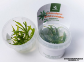 Эхинодорус Квадрикостатус (Echinodorus quadricostatus)