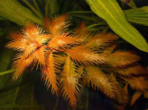 Прозерпинака палюстрис (Proserpinaca palustris)