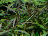 Гигрофила Арагуая (Hygrophila sp. Araguaia)