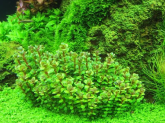 Аммания Бонсай (Ammania sp. Bonsai)