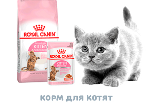 Корм Роял Канин для котят